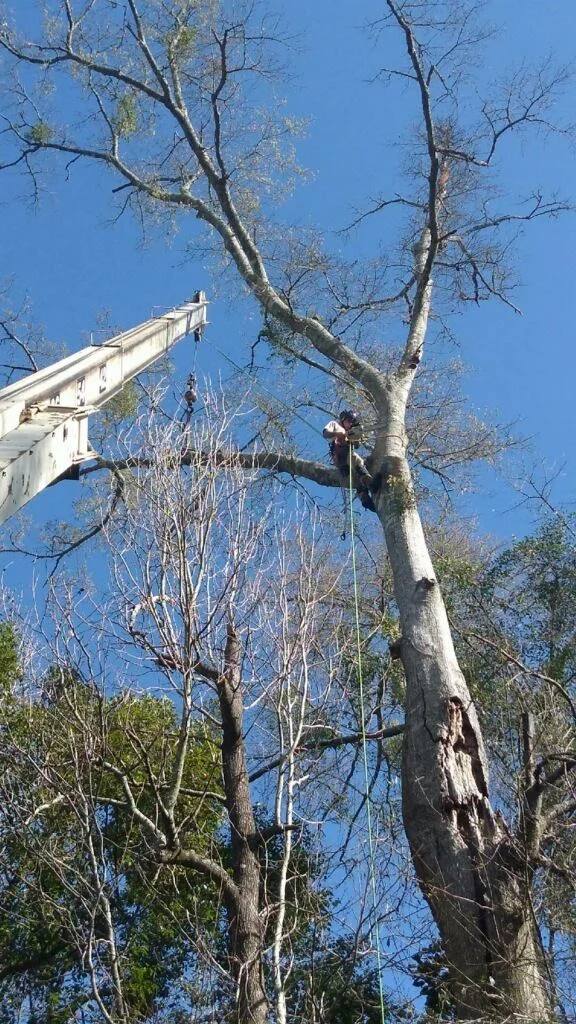 Land clearing on a wooded lot in St. Tammany Parish