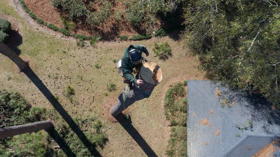 Certified arborist working a pine on the Northshore